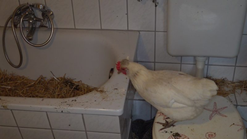 Hühner finden neues Zuhause im Badezimmer (Foto: SAT.1 NRW)