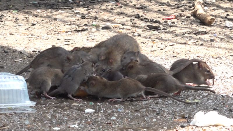 Rattenplage in Köln-Meschenich (Foto: SAT.1 NRW)