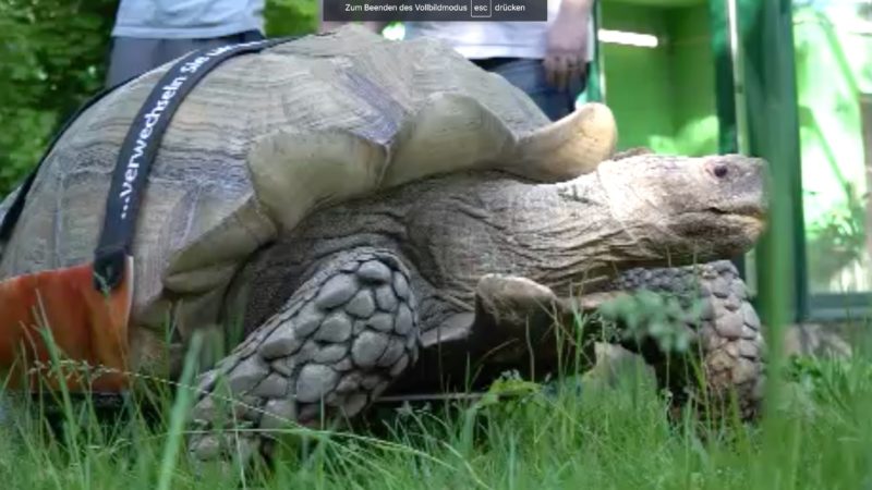 Schildkröte mit Skateboard (Foto: SAT.1 NRW)