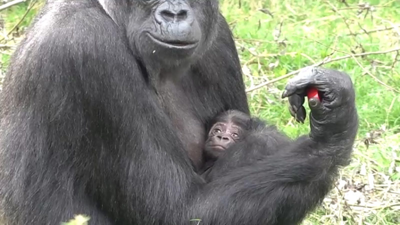 Erstes Gorilla-Baby nach Großbrand (Foto: SAT.1 NRW)