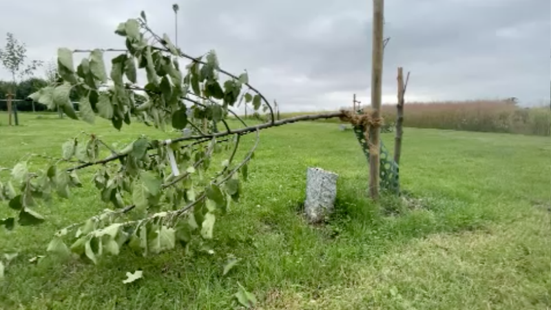 Geburtsbäume sinnlos zerstört (Foto: SAT.1 NRW)