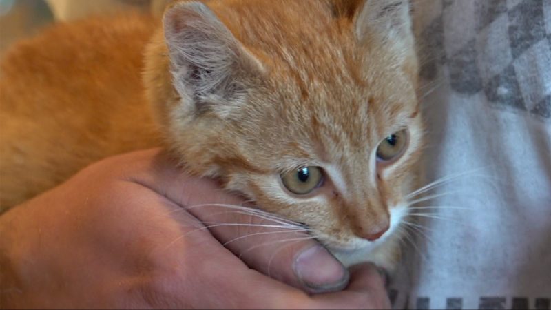 Kinder lesen Katzen vor (Foto: SAT.1 NRW)