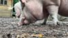 Fünf Schweine sollen weg (Foto: SAT.1 NRW)