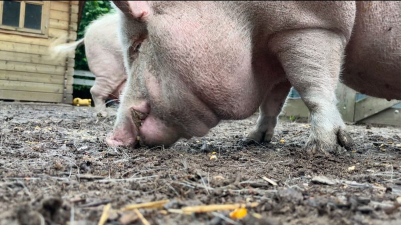 Fünf Schweine sollen weg (Foto: SAT.1 NRW)