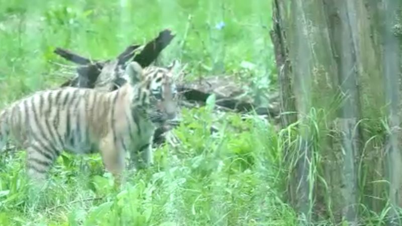 Tiger-Nachwuchs in Duisburg (Foto: SAT.1 NRW)