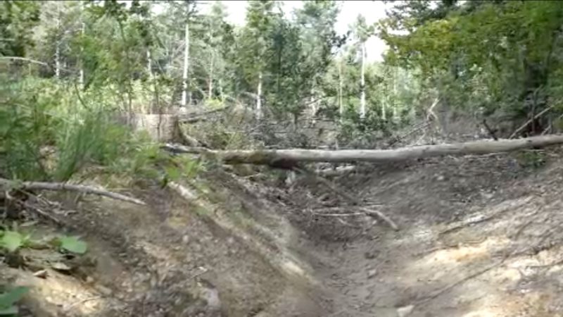 Waldzustand trotz Regenmassen verschlechtert (Foto: SAT.1 NRW)