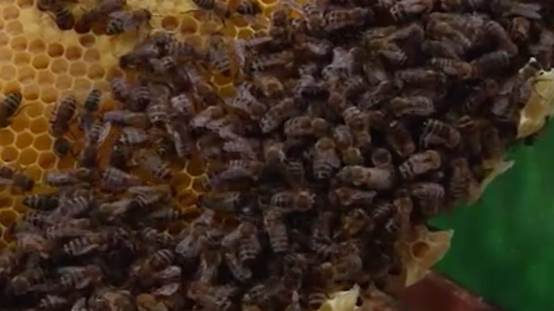 Großer Bienen-Diebstahl in NRW (Foto: SAT.1 NRW)