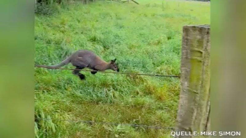 Achtung Känguru! (Foto: SAT.1 NRW)