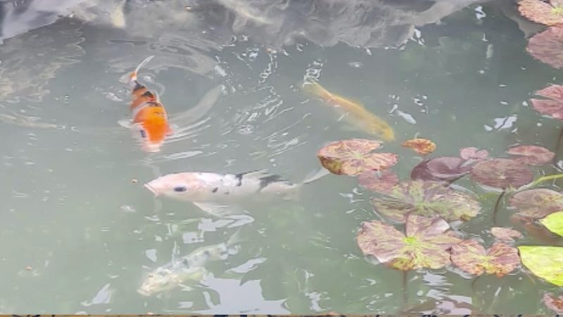 Teure Koi-Karpfen weggeschwemmt (Foto: SAT.1 NRW)