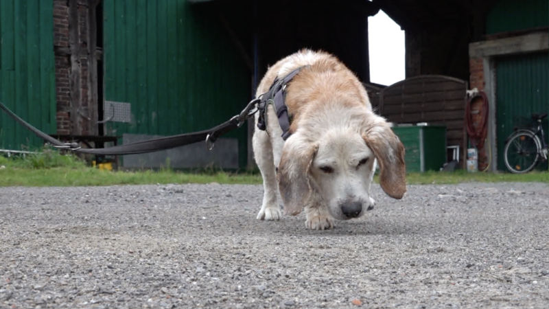 Blinder Hund zum Sterben ausgesetzt (Foto: SAT.1 NRW)