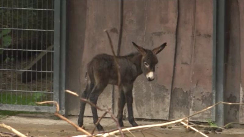 Überraschung: Eselbaby mit an Bord (Foto: SAT.1 NRW)