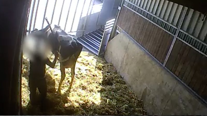 Schlachthof mit Tierquälerei geschlossen (Foto: SAT.1 NRW)