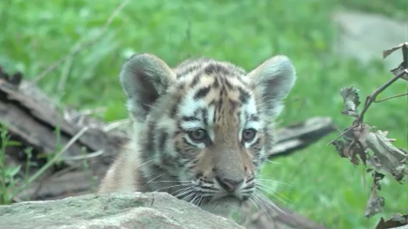 Zoo sucht Namen für Tiger (Foto: SAT.1 NRW)