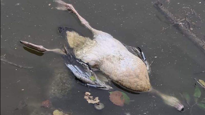 Vogelsterben in Bochum (Foto: SAT.1 NRW)