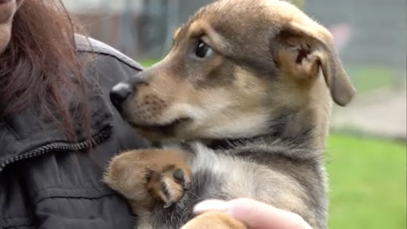 Spendenaktion für kleine Hope (Foto: SAT.1 NRW)