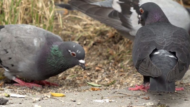 Pille gegen Taubenplage (Foto: SAT.1 NRW)