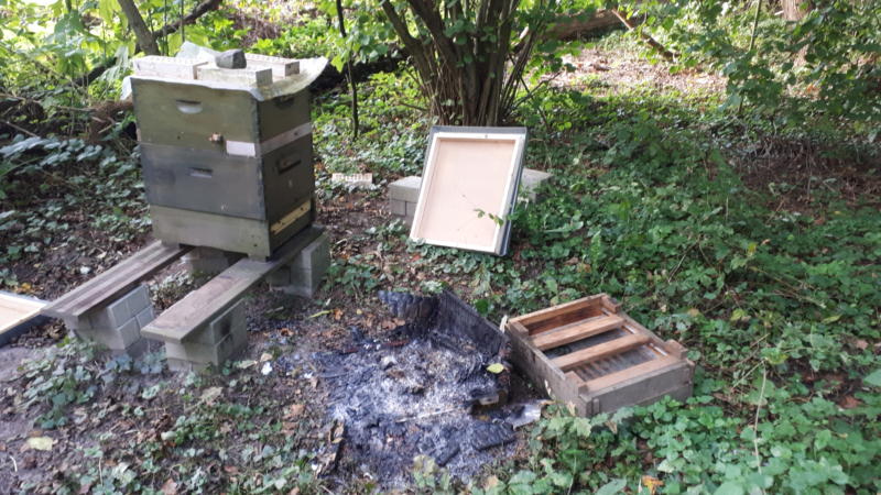 Unbekannter verbrennt Bienenvolk (Foto: SAT.1 NRW)