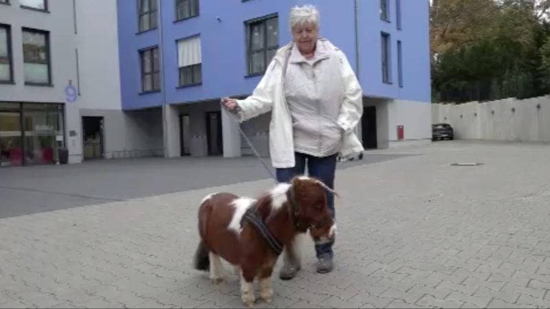 Therapie-Pony (Foto: SAT.1 NRW)