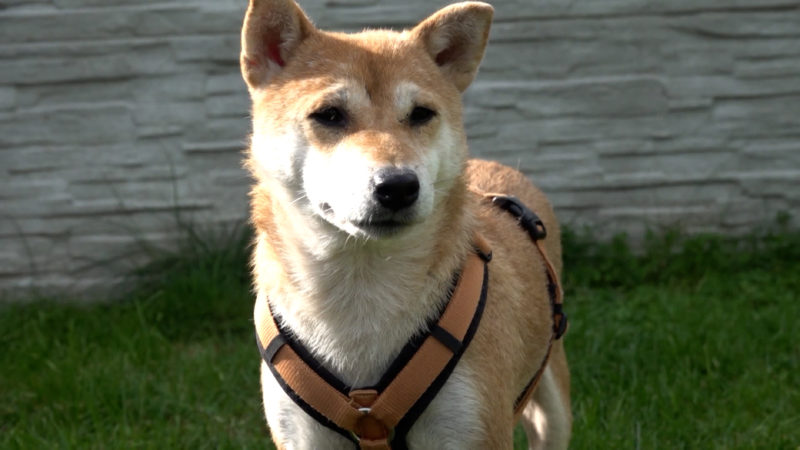 Therapiehund für Selina aus Gladbeck  (Foto: SAT.1 NRW)