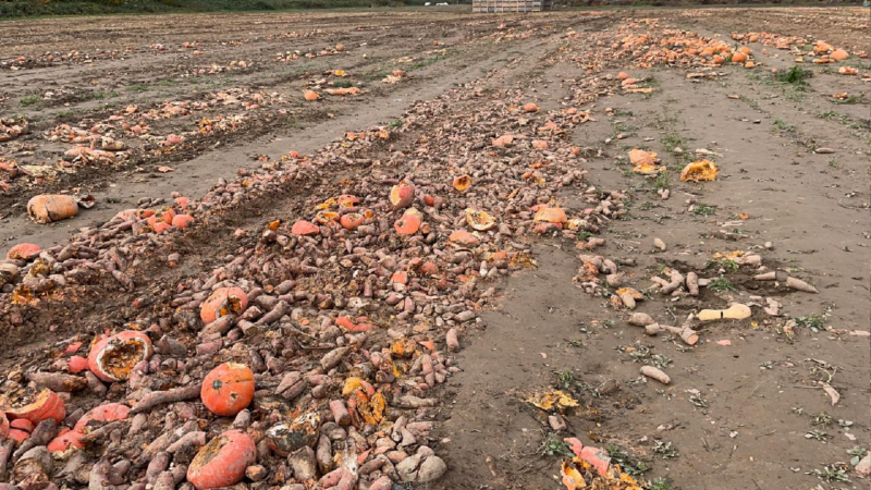 Landwirt verschenkt Gemüse (Foto: SAT.1 NRW)