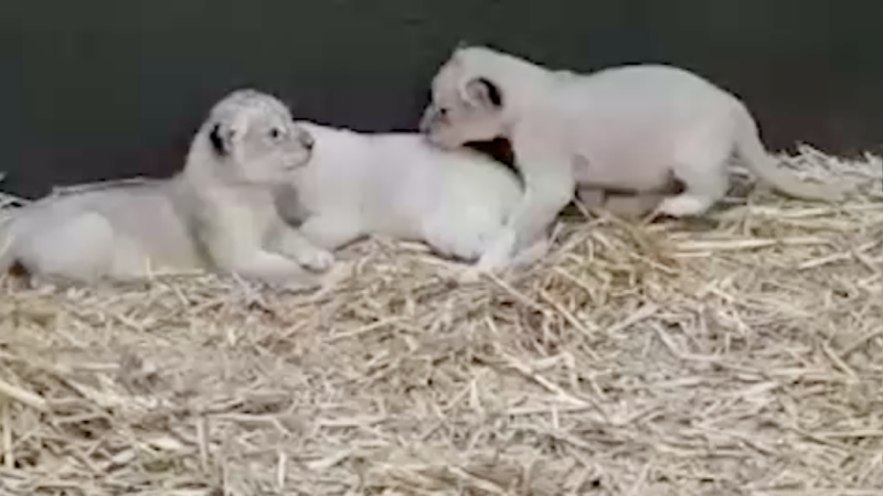 Löwenbabies entwickeln sich prächtig (Foto: SAT.1 NRW)