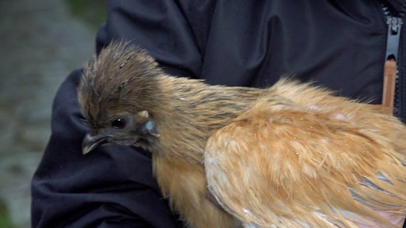 Hühner erschlagen (Foto: SAT.1 NRW)