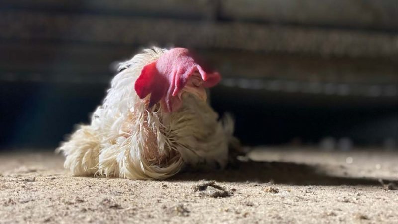 Verdurstete Hühner in Coesfeld (Foto: SAT.1 NRW)