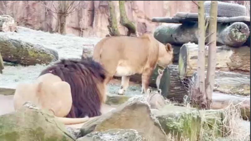 Löwenfamilie vereint (Foto: SAT.1 NRW)