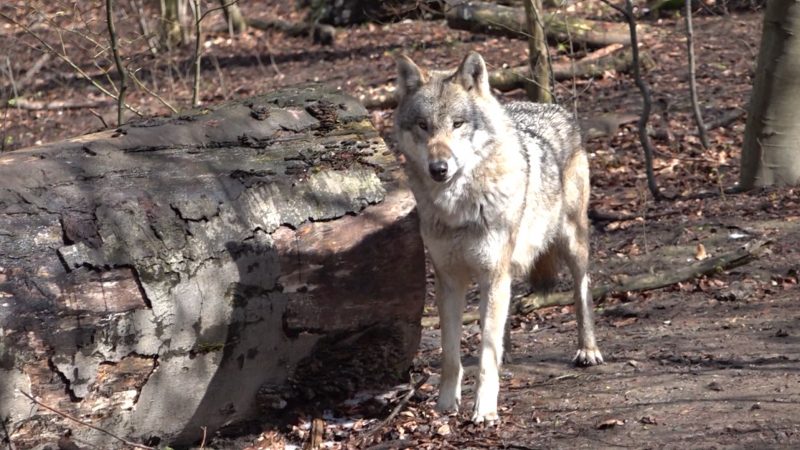 Dürfen Wölfe bald abgeschossen werden? (Foto: SAT.1 NRW)