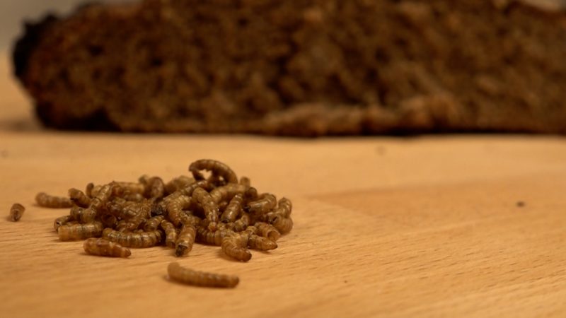 Brot aus Mehlwürmern (Foto: SAT.1 NRW)