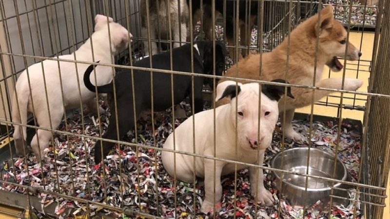 60 Hundewelpen gerettet (Foto: SAT.1 NRW)