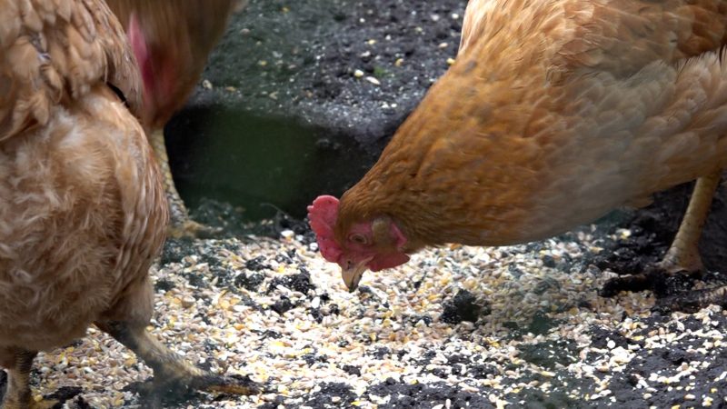 NRWs teuerster Hühnerstall (Foto: SAT.1 NRW)