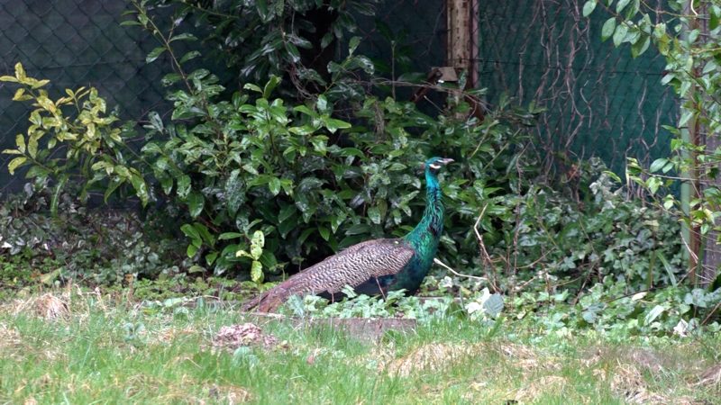 Pfau sucht neues Zuhause (Foto: SAT.1 NRW)