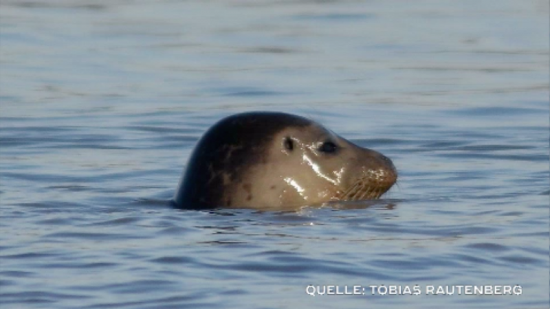 Robbe im Rhein (Foto: SAT.1 NRW)