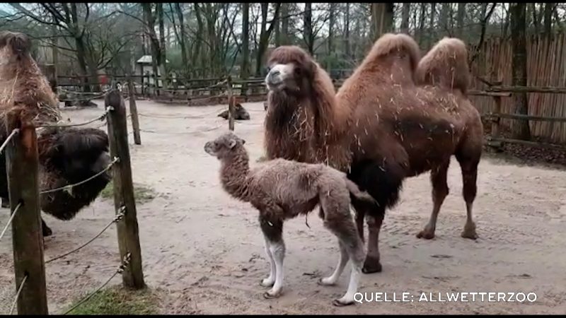 Trampeltier-Nachwuchs (Foto: SAT.1 NRW)