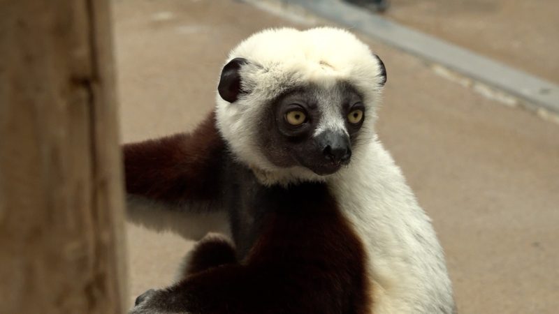 Artenschutz im Kölner Zoo (Foto: SAT.1 NRW)