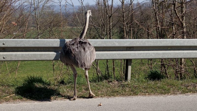 Nandu auf der Flucht (Foto: SAT.1 NRW)