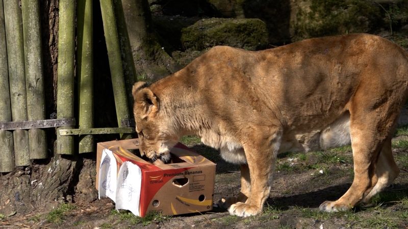 Älteste Löwin der EU feiert Geburtstag (Foto: SAT.1 NRW)