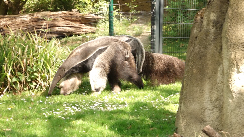 Süßer Ameisenbär im Kölner Zoo (Foto: SAT.1 NRW)