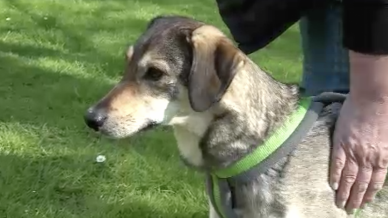 Pflegerin kümmert sich um gequälten Hund (Foto: SAT.1 NRW)