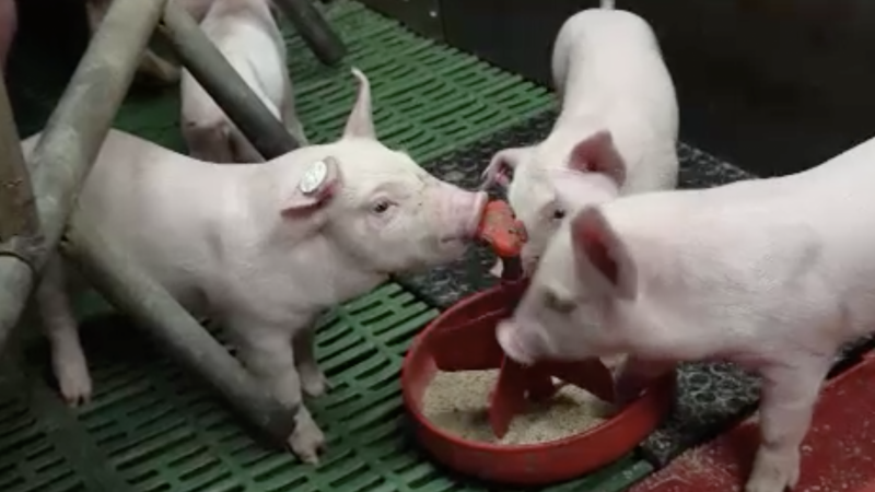 Landwirte müssen Schweineställe dicht machen (Foto: SAT.1 NRW)