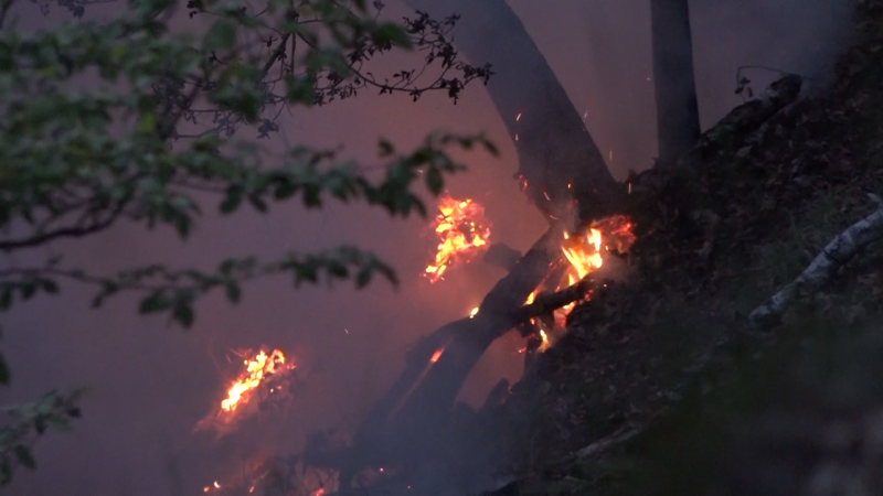 Waldbrand in Dortmund (Foto: SAT.1 NRW)