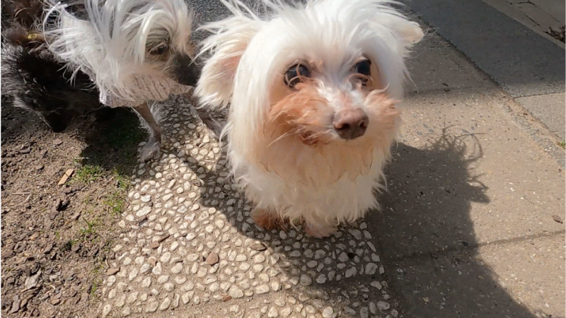 Hunde auf Bank verboten (Foto: SAT.1 NRW)