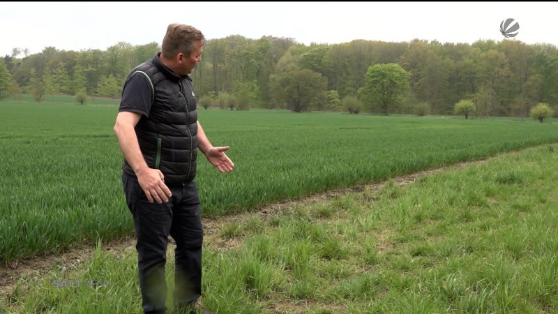 Blühstreifen plattgetrampelt (Foto: SAT.1 NRW)