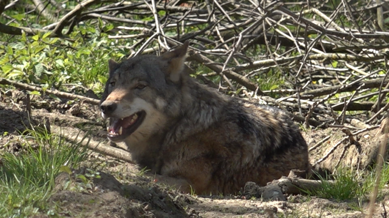 Demo gegen Wolfsangriffe (Foto: SAT.1 NRW)