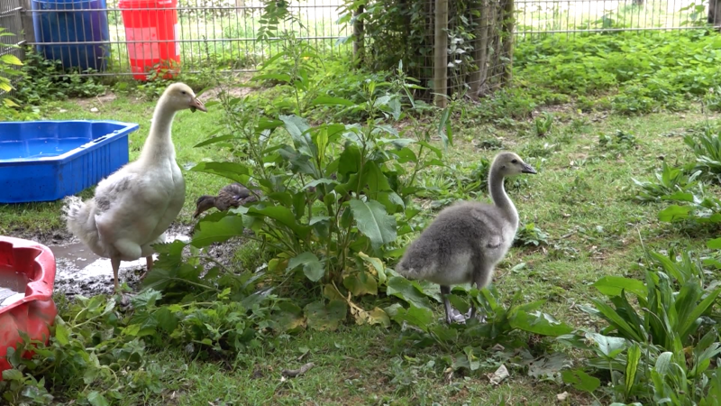 Immer mehr Wildtiere in Tierheimen (Foto: SAT.1 NRW)