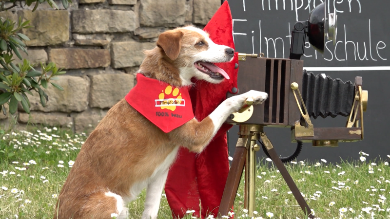 Hunde auf Promotiontour (Foto: SAT.1 NRW)
