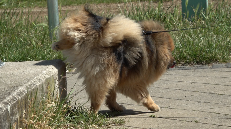 Hunde zerstören Laternen (Foto: SAT.1 NRW)