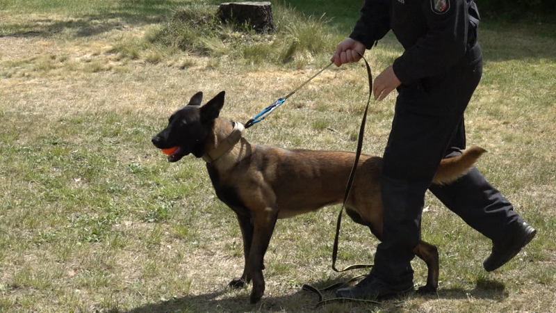 Notfallpack für Hunde (Foto: SAT.1 NRW)