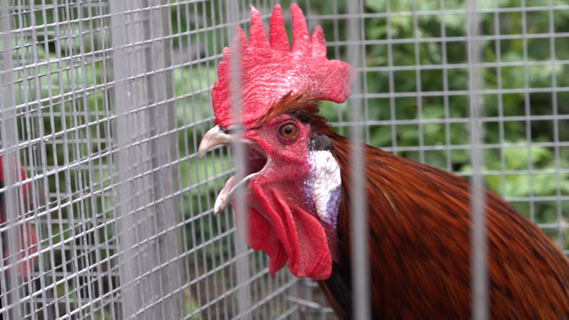 Skurriler Kräh-Wettbewerb (Foto: SAT.1 NRW)